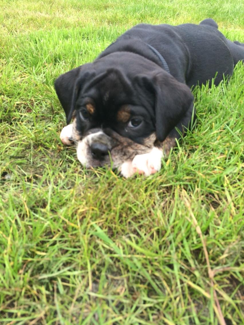 Olde english bulldogge Catobull's Sir Mogens billede 1