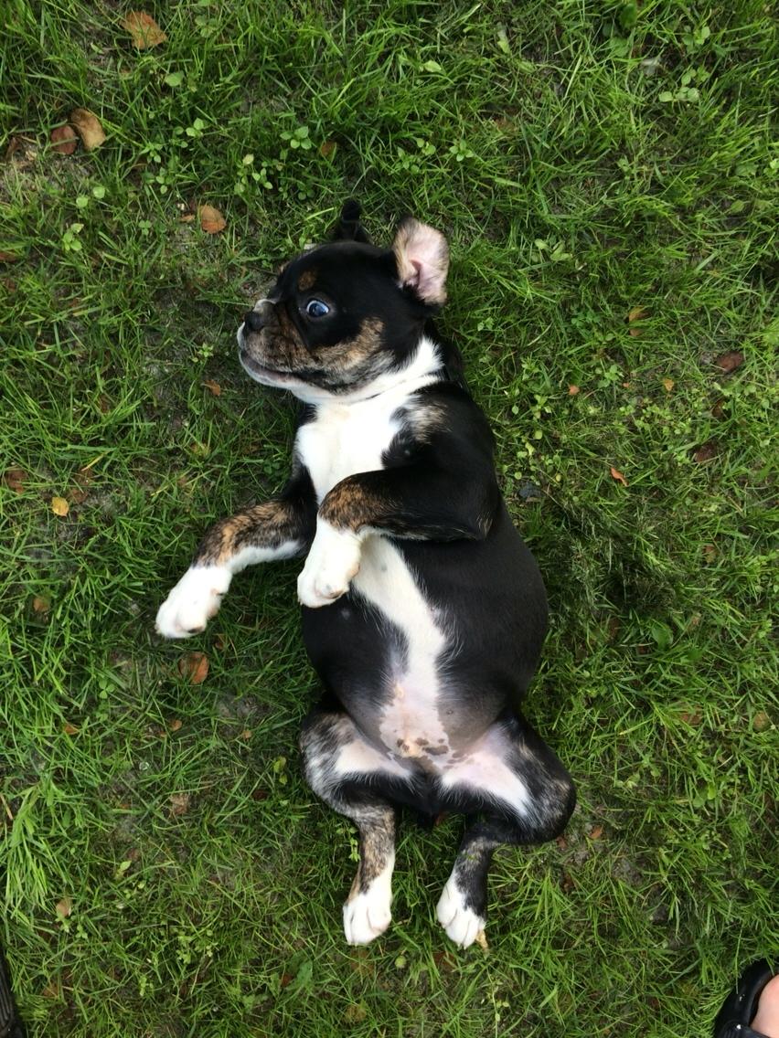 Olde english bulldogge Catobull's Sir Mogens billede 4