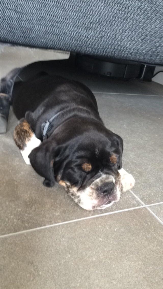 Olde english bulldogge Catobull's Sir Mogens billede 6