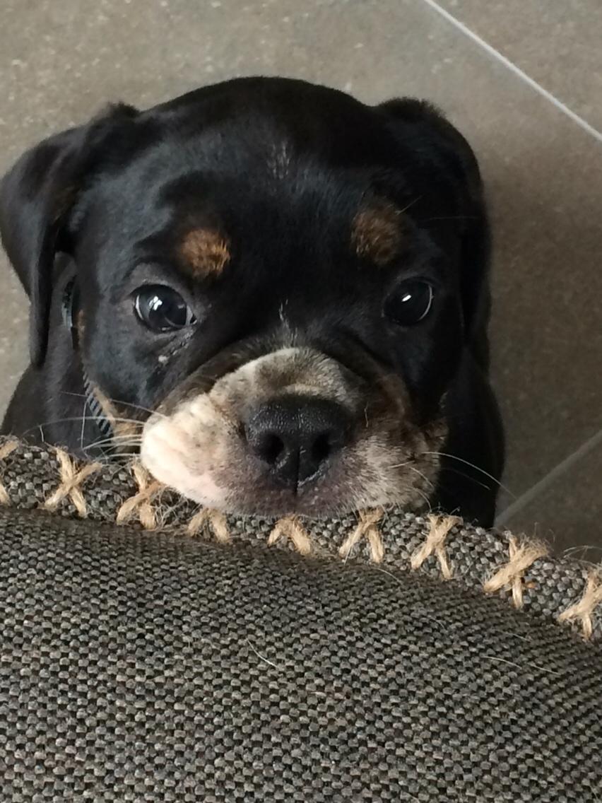 Olde english bulldogge Catobull's Sir Mogens billede 5