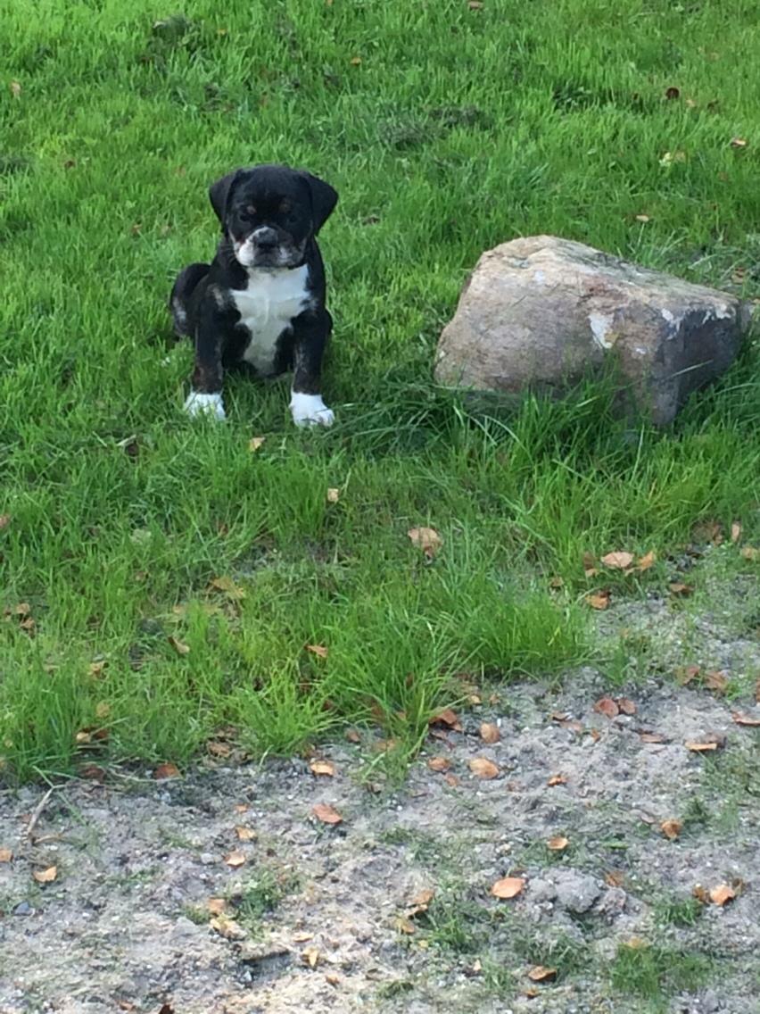 Olde english bulldogge Catobull's Sir Mogens billede 8