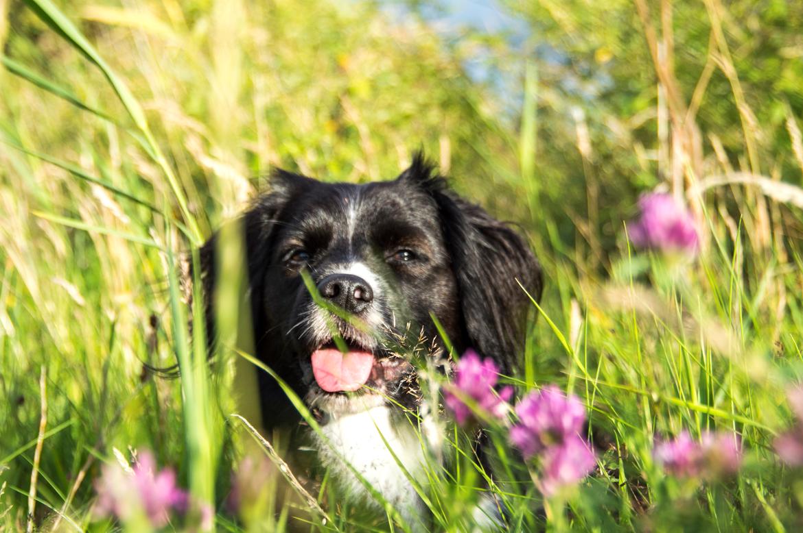 Blanding af racer Superhunden Molly - Foto: mig selv - fra Tipperne v. Nymindegab billede 5