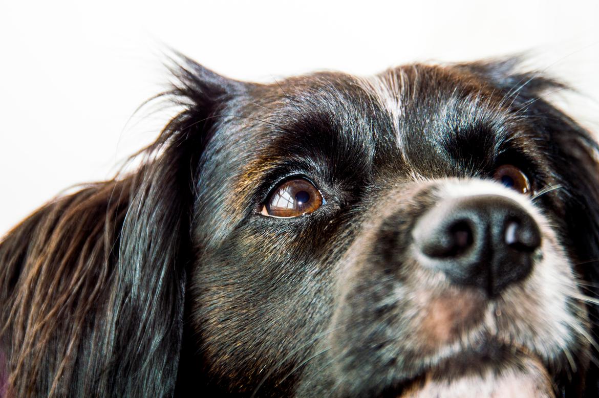 Blanding af racer Superhunden Molly - Foto: Mig selv billede 4