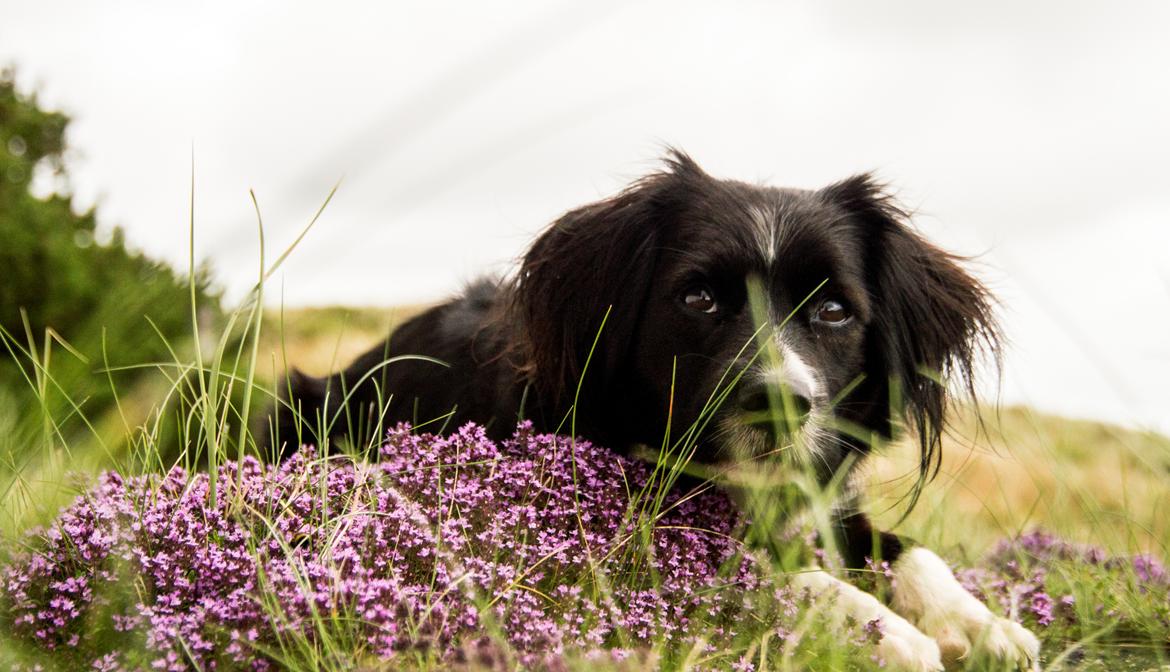 Blanding af racer Superhunden Molly - Foto: mig selv - fra Tipperne v. Nymindegab billede 3