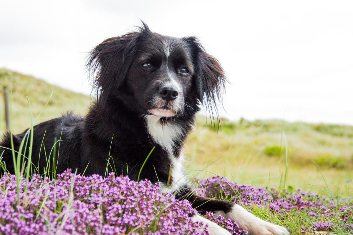 Blanding af racer Superhunden Molly billede 36