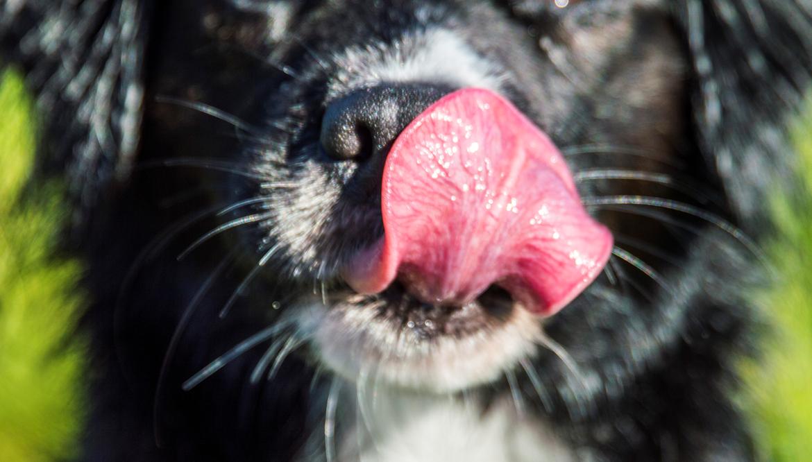 Blanding af racer Superhunden Molly - Foto: mig selv billede 6