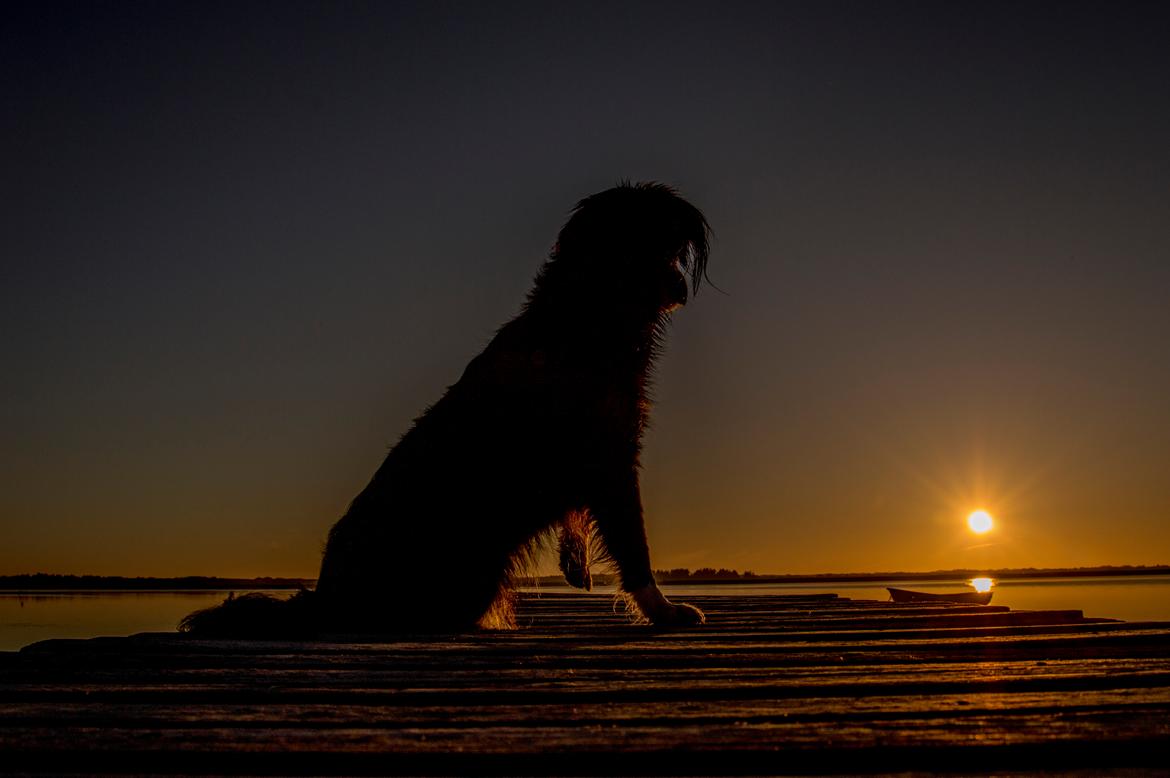 Blanding af racer Superhunden Molly - Foto: Mig selv - fra Tipperne v. Nymindegab - Her med udsigt over Ringkøbing fjord billede 7