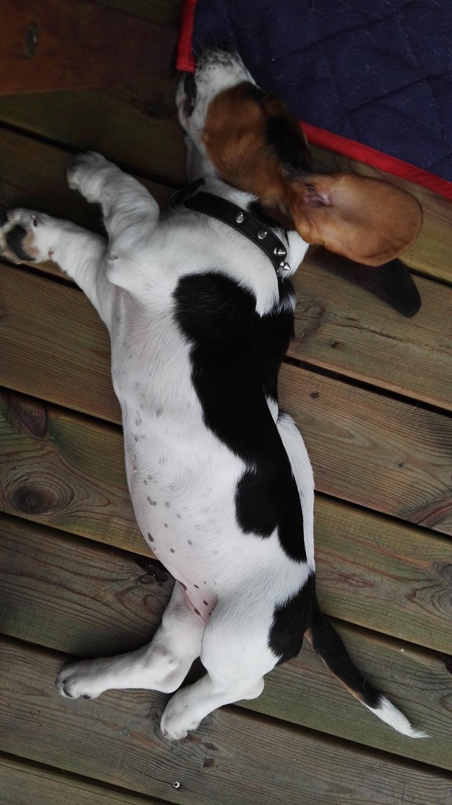 Basset hound Zelda (Longbody's Krinoline) billede 4