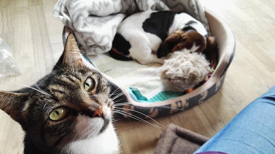 Basset hound Zelda (Longbody's Krinoline) billede 7