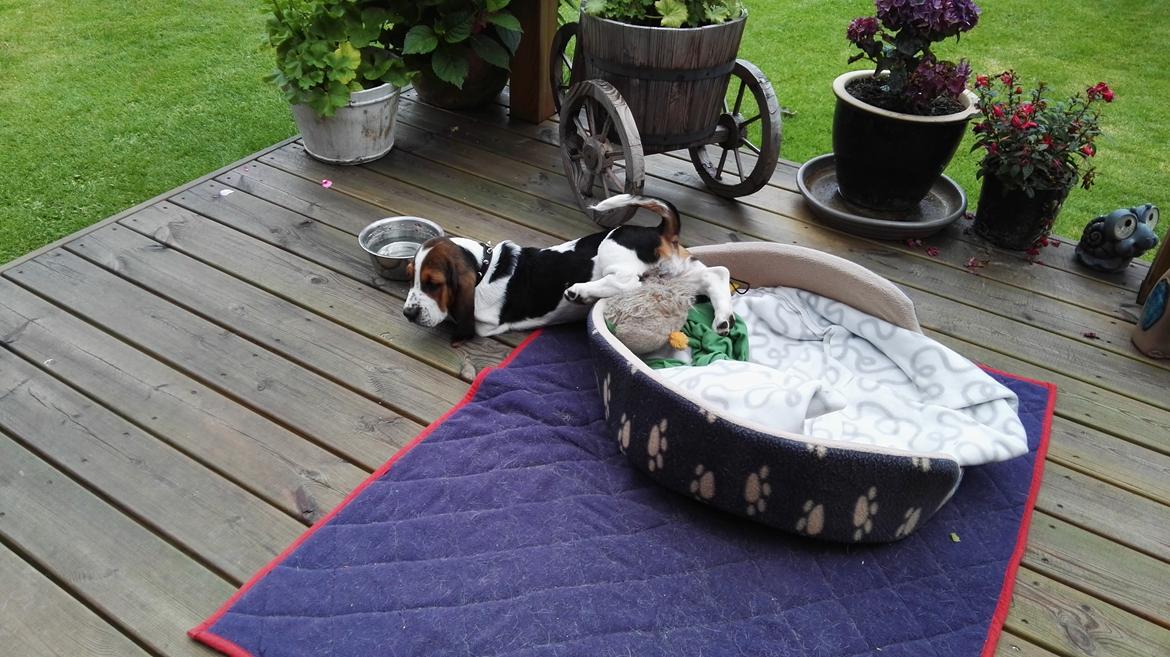 Basset hound Zelda (Longbody's Krinoline) billede 9
