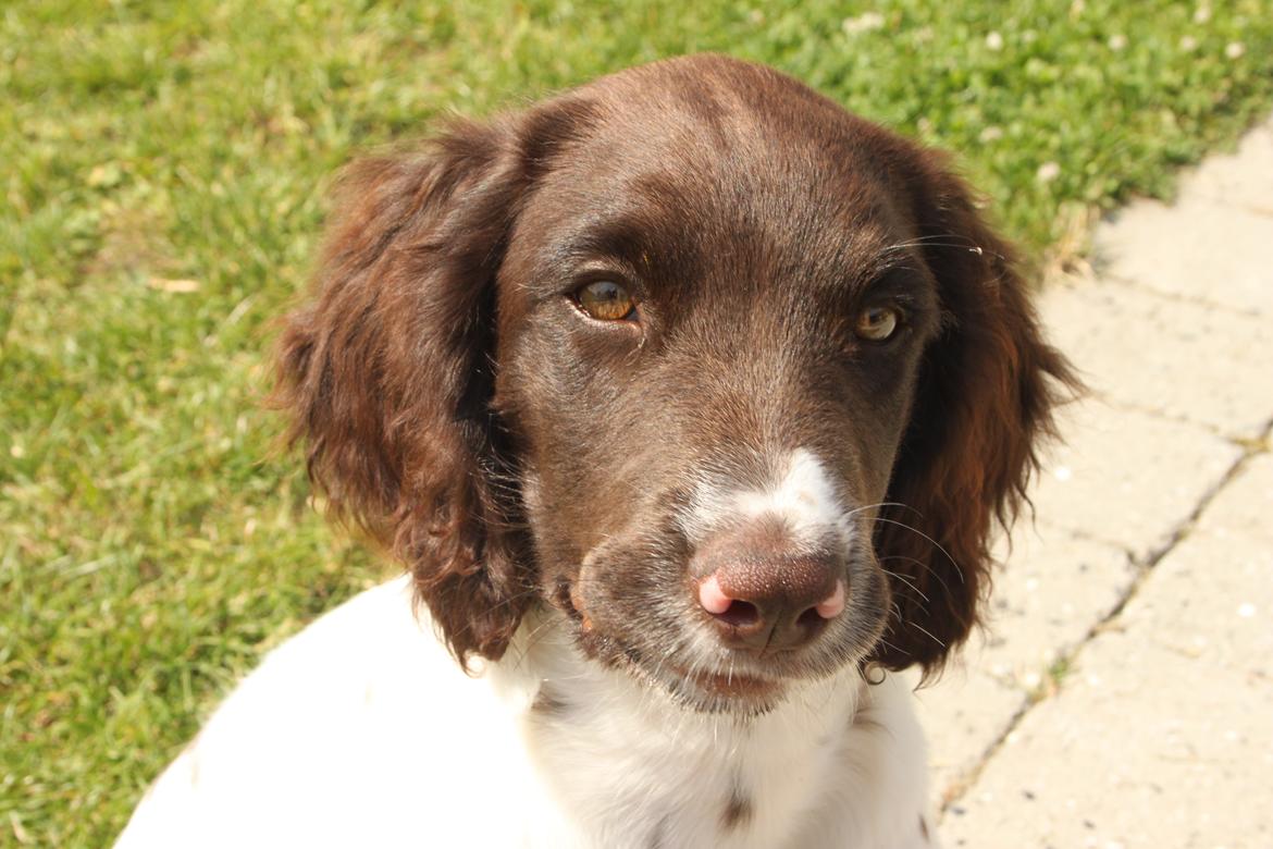 Kleiner münsterländer Milo - 24.07.2016 billede 3