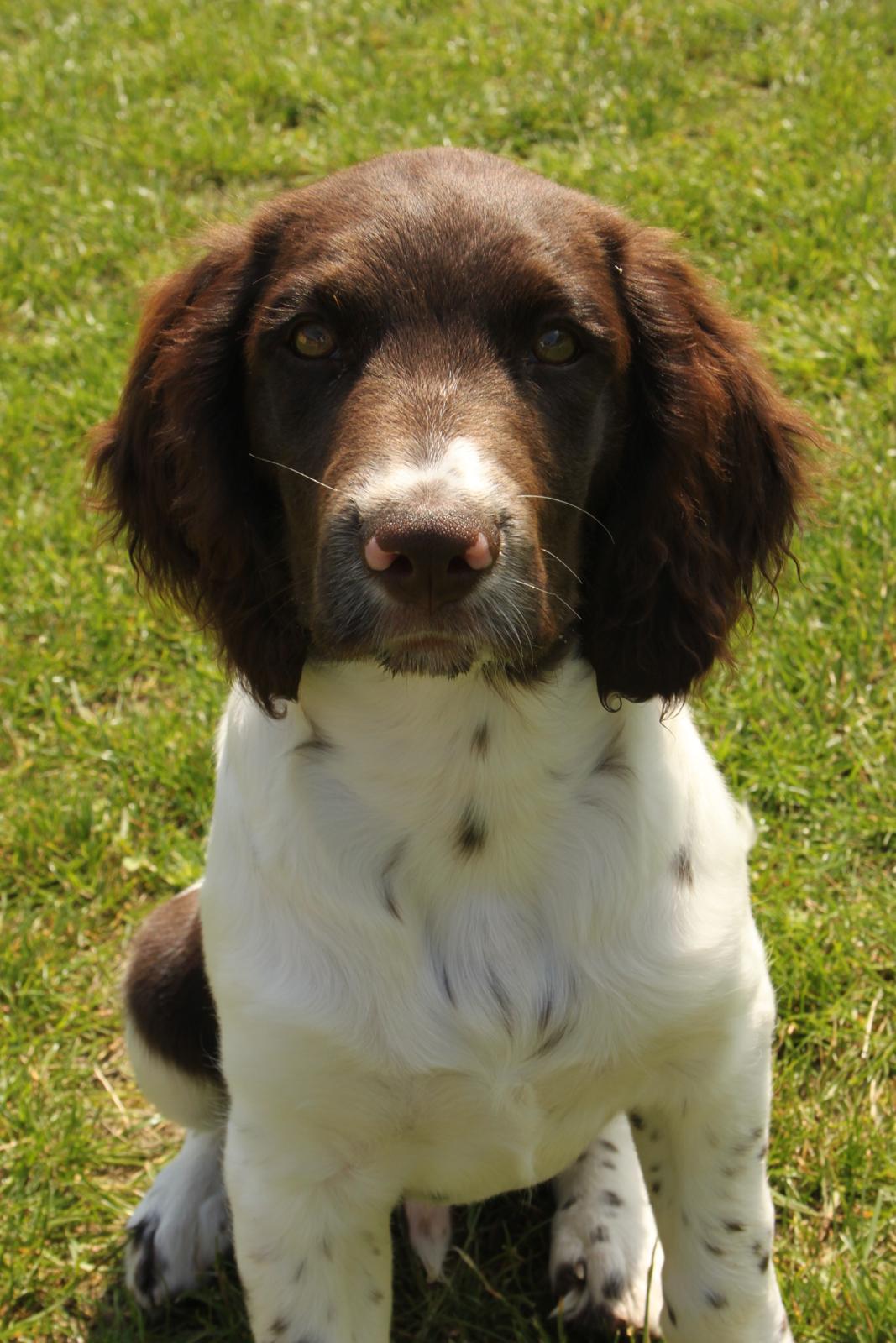 Kleiner münsterländer Milo - 24.07.2016 billede 1