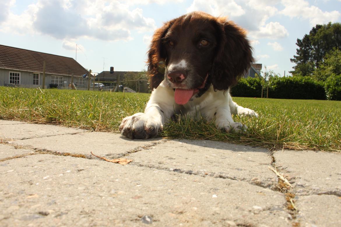 Kleiner münsterländer Milo - 24.07.2016 billede 6