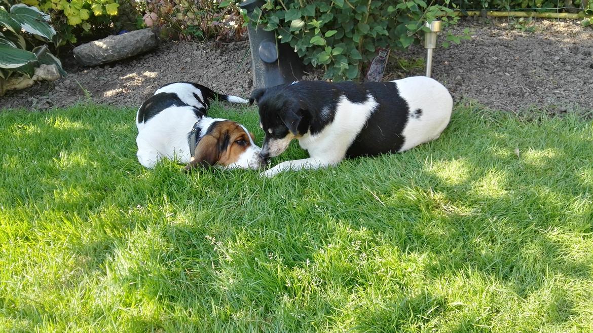 Basset hound Zelda (Longbody's Krinoline) billede 13