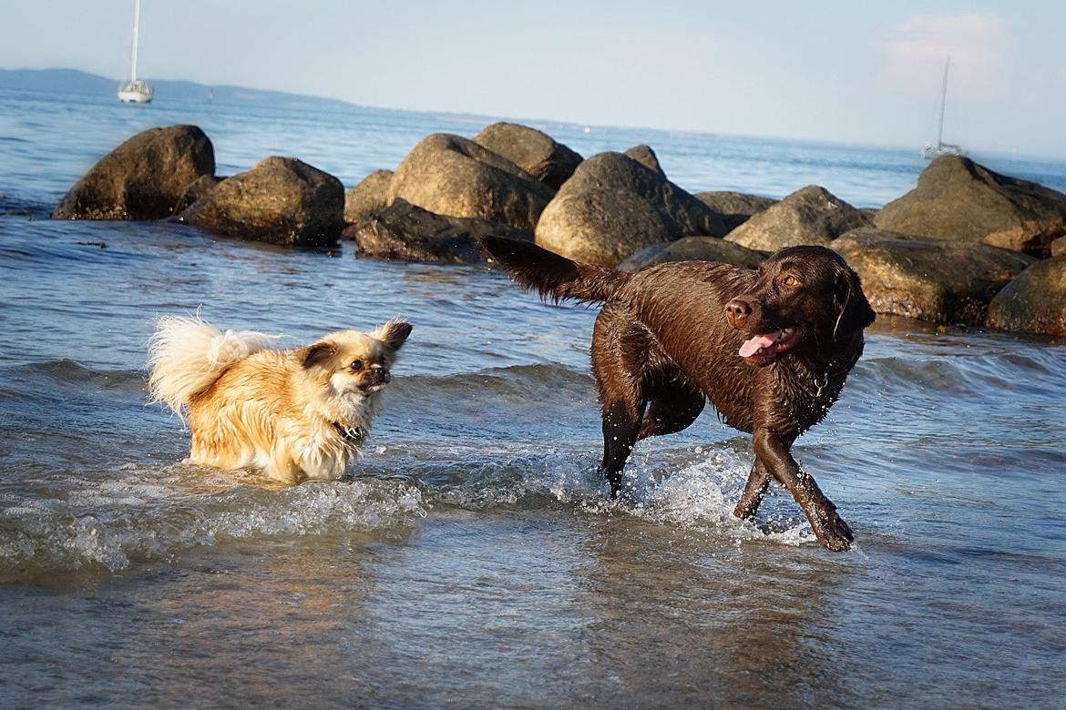 Labrador retriever Dumle billede 26