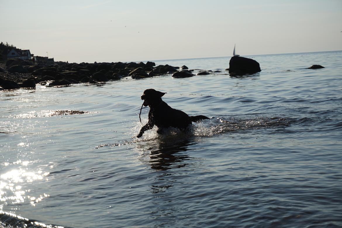 Labrador retriever Dumle billede 47