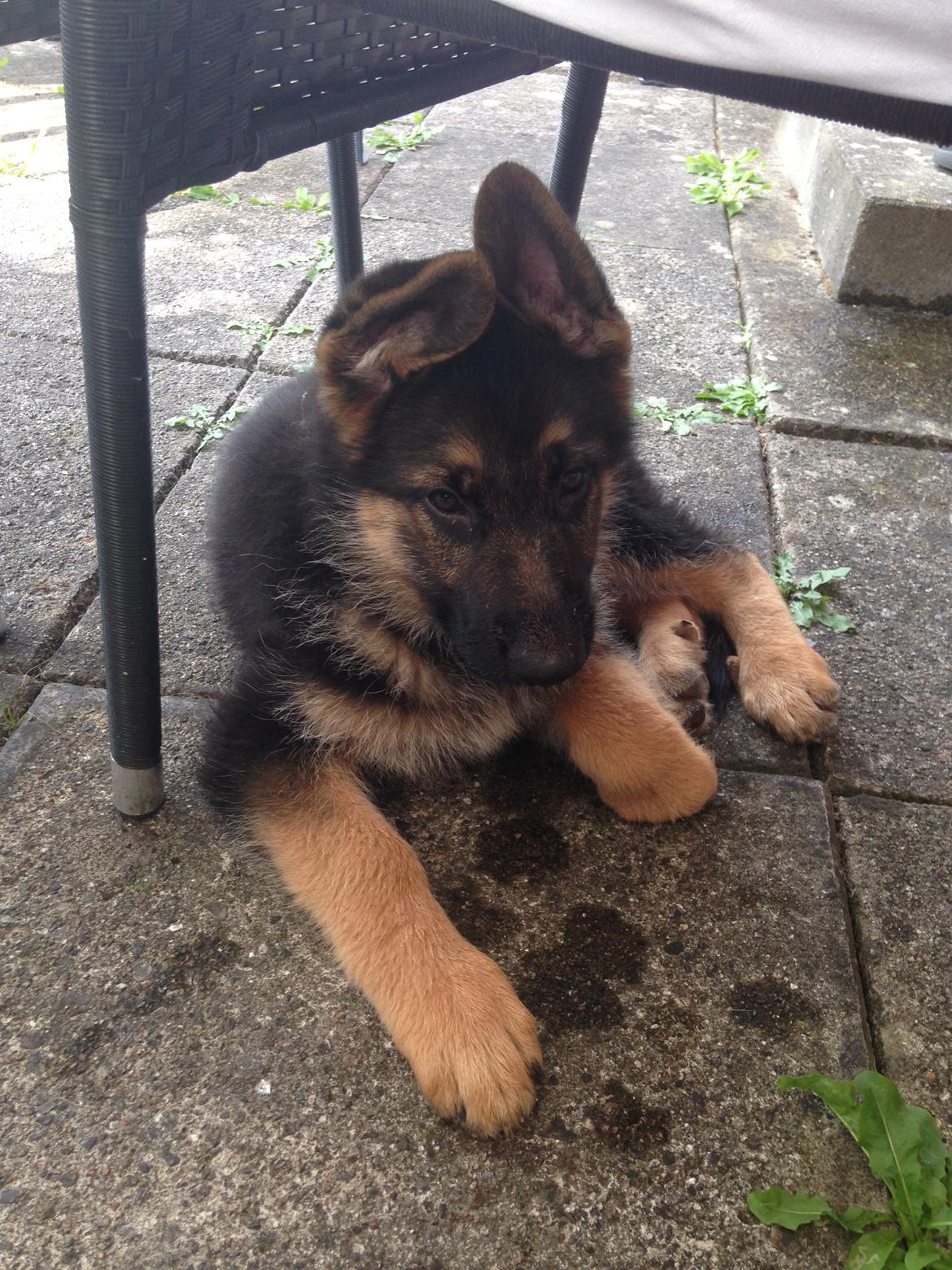 Schæferhund Enzo - 10 uger gammel. Den dag vi fik ham hjem :-) billede 17