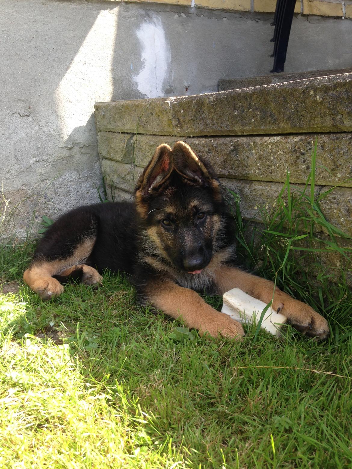 Schæferhund Enzo - 10 uger gammel. Dagen efter vi har fået ham hjem :-) billede 18