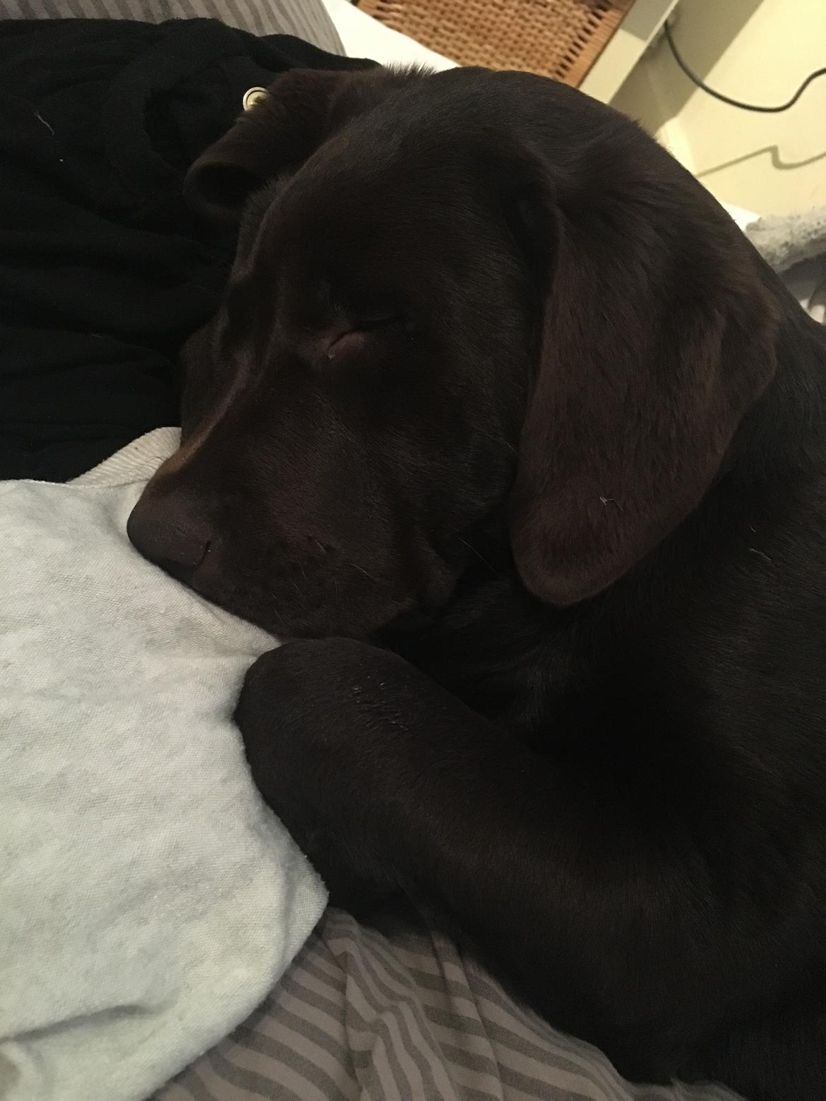 Labrador retriever Emma billede 24