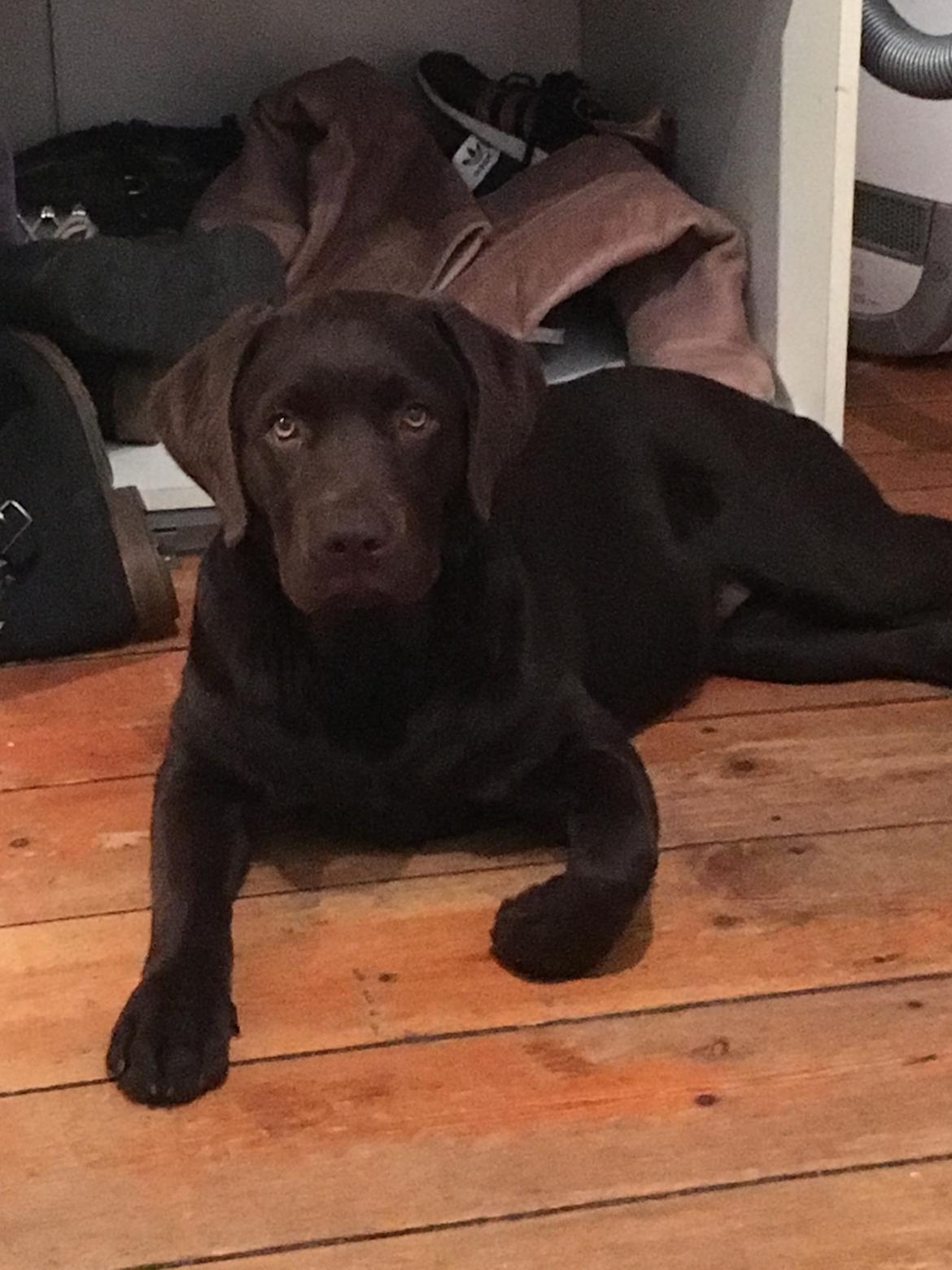 Labrador retriever Emma billede 26