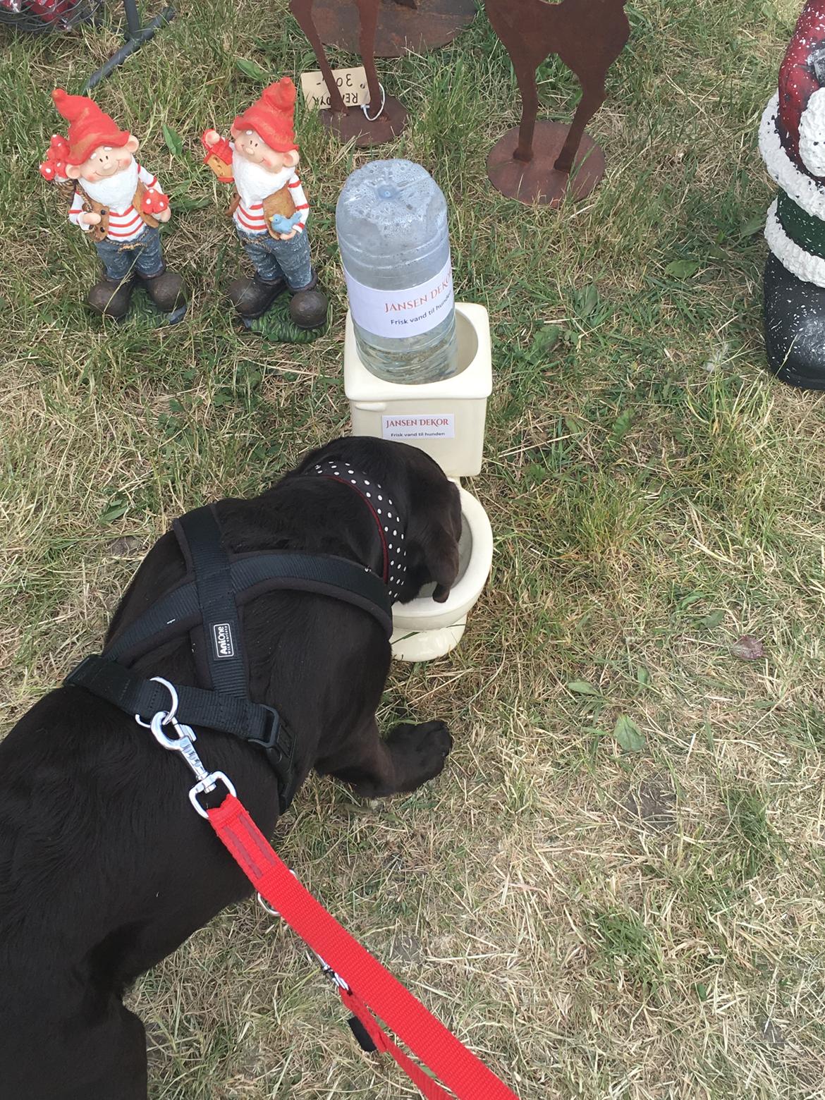 Labrador retriever Emma billede 25