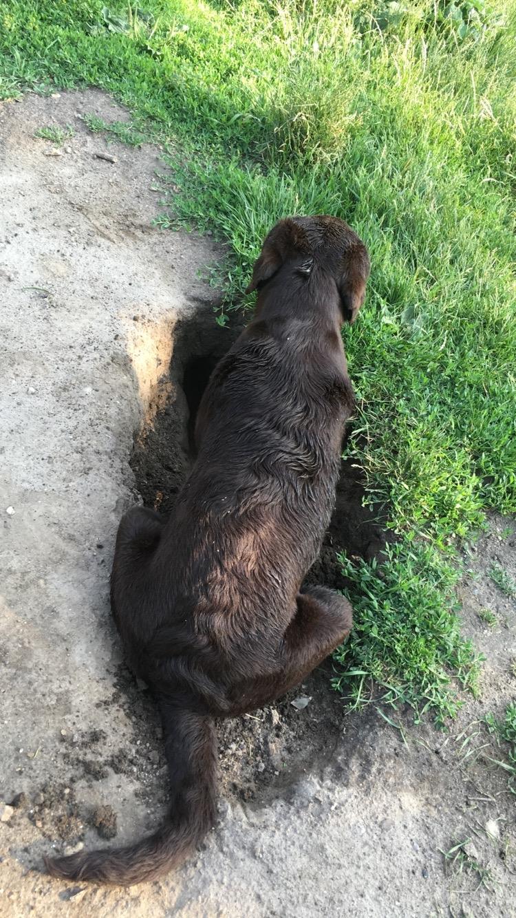 Labrador retriever Emma billede 27