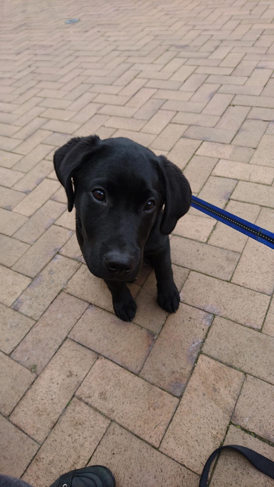 Labrador retriever Pazo billede 1