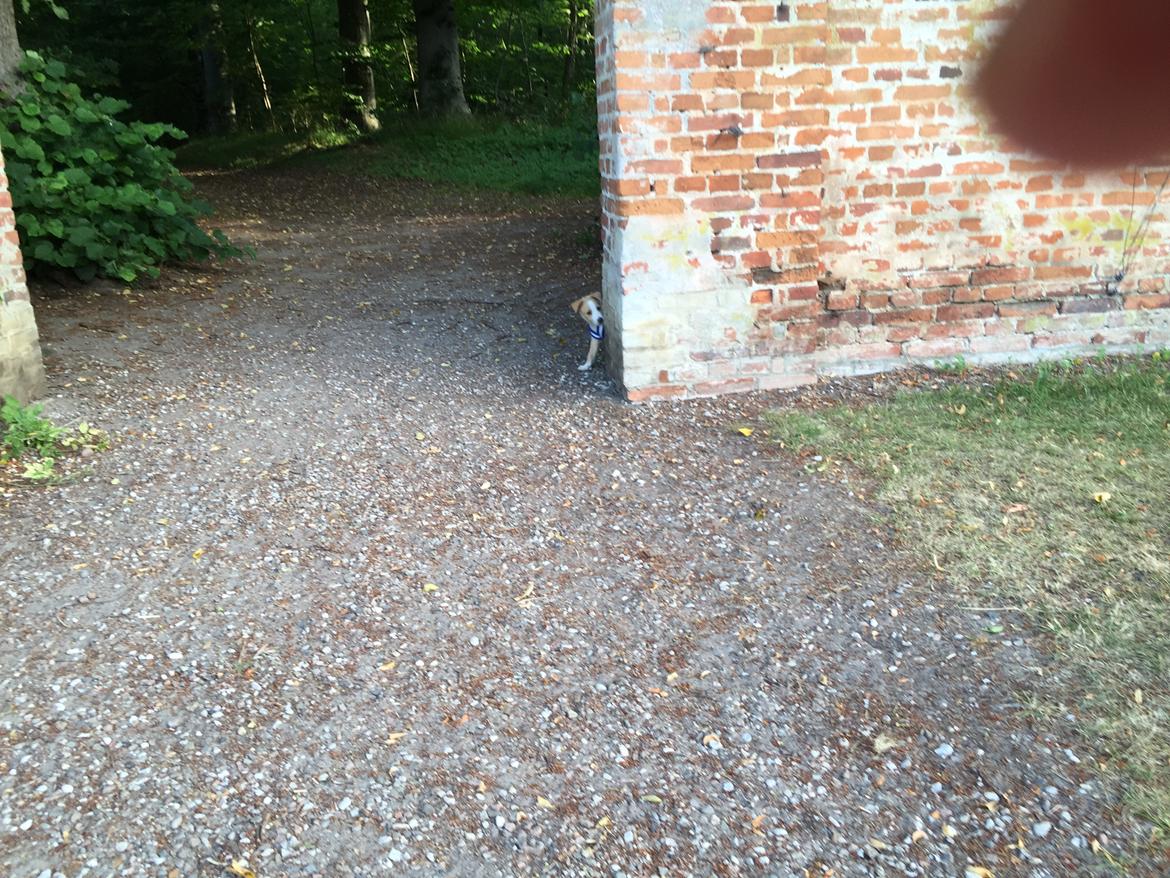 Podengo portugues medio Linus billede 4