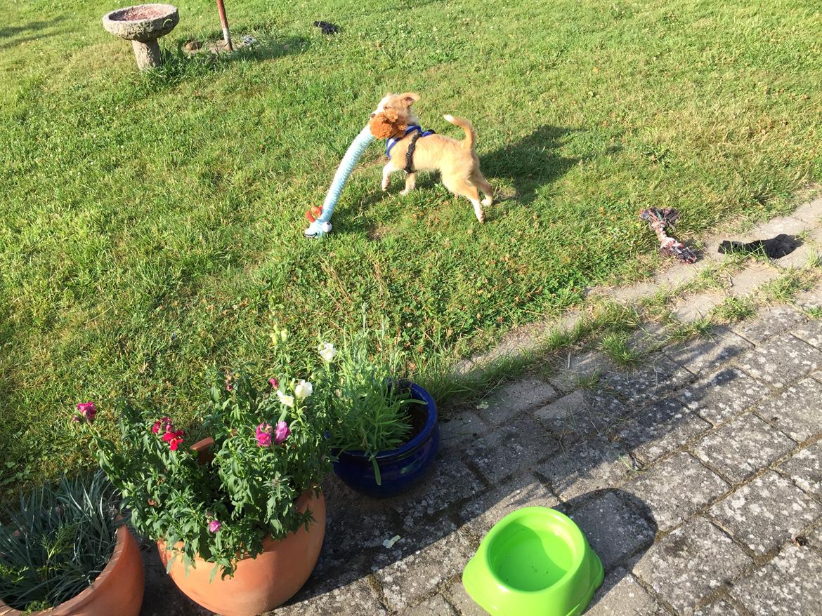 Podengo portugues medio Linus billede 5