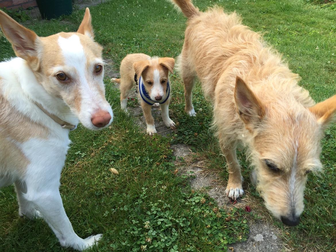 Podengo portugues medio Linus billede 6