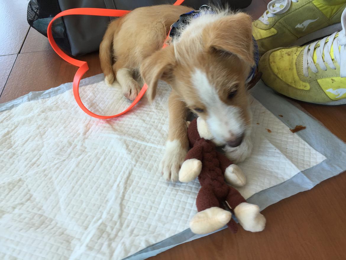 Podengo portugues medio Linus billede 7