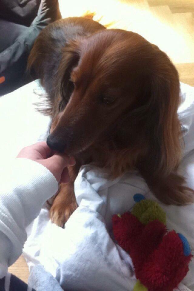 Dværggravhund Kenzo (King/Kejser) billede 10