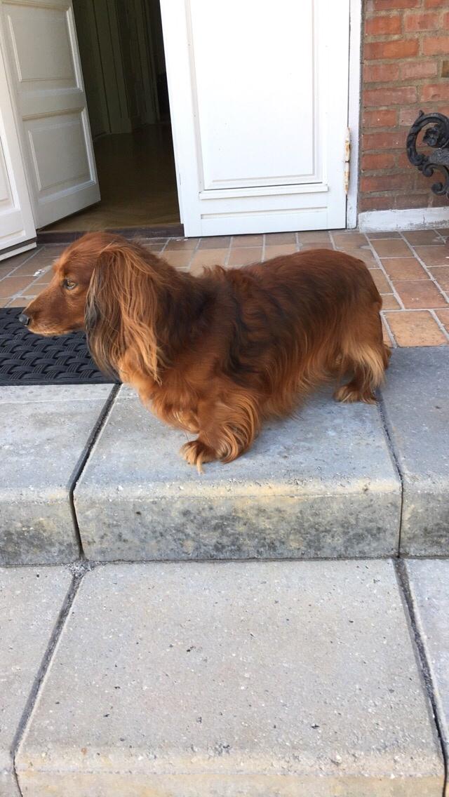 Dværggravhund Kenzo (King/Kejser) billede 7