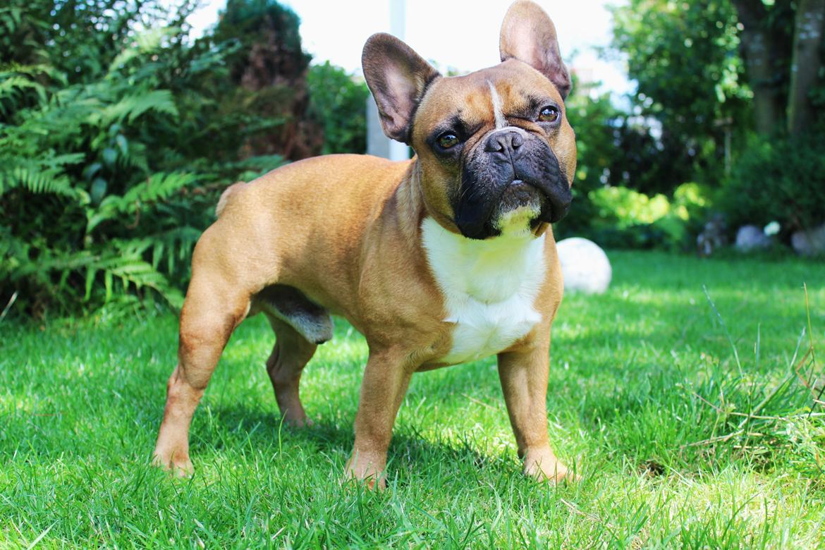 Fransk bulldog Arnold - Juli 2016 billede 2