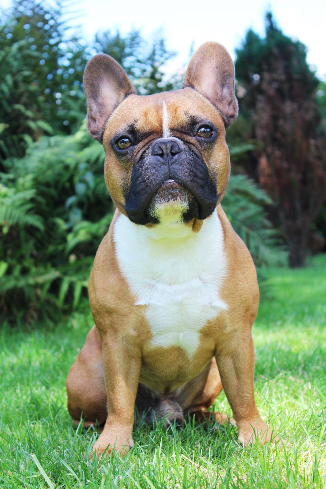 Fransk bulldog Arnold - Juli 2016 billede 3