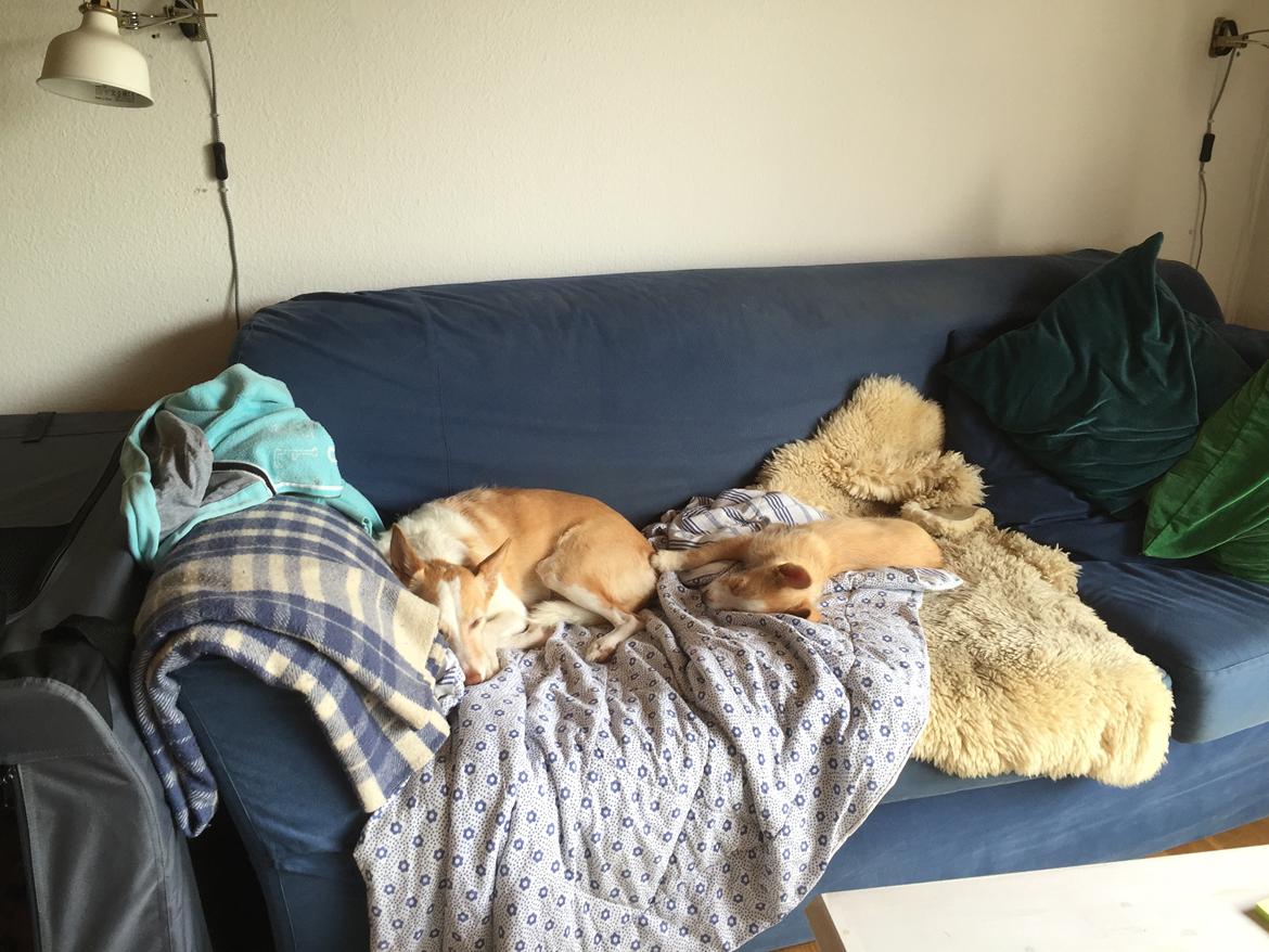 Podengo portugues medio Linus billede 10