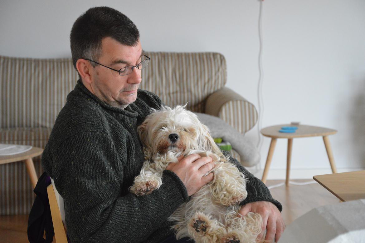 Bichon havanais Coccio billede 7