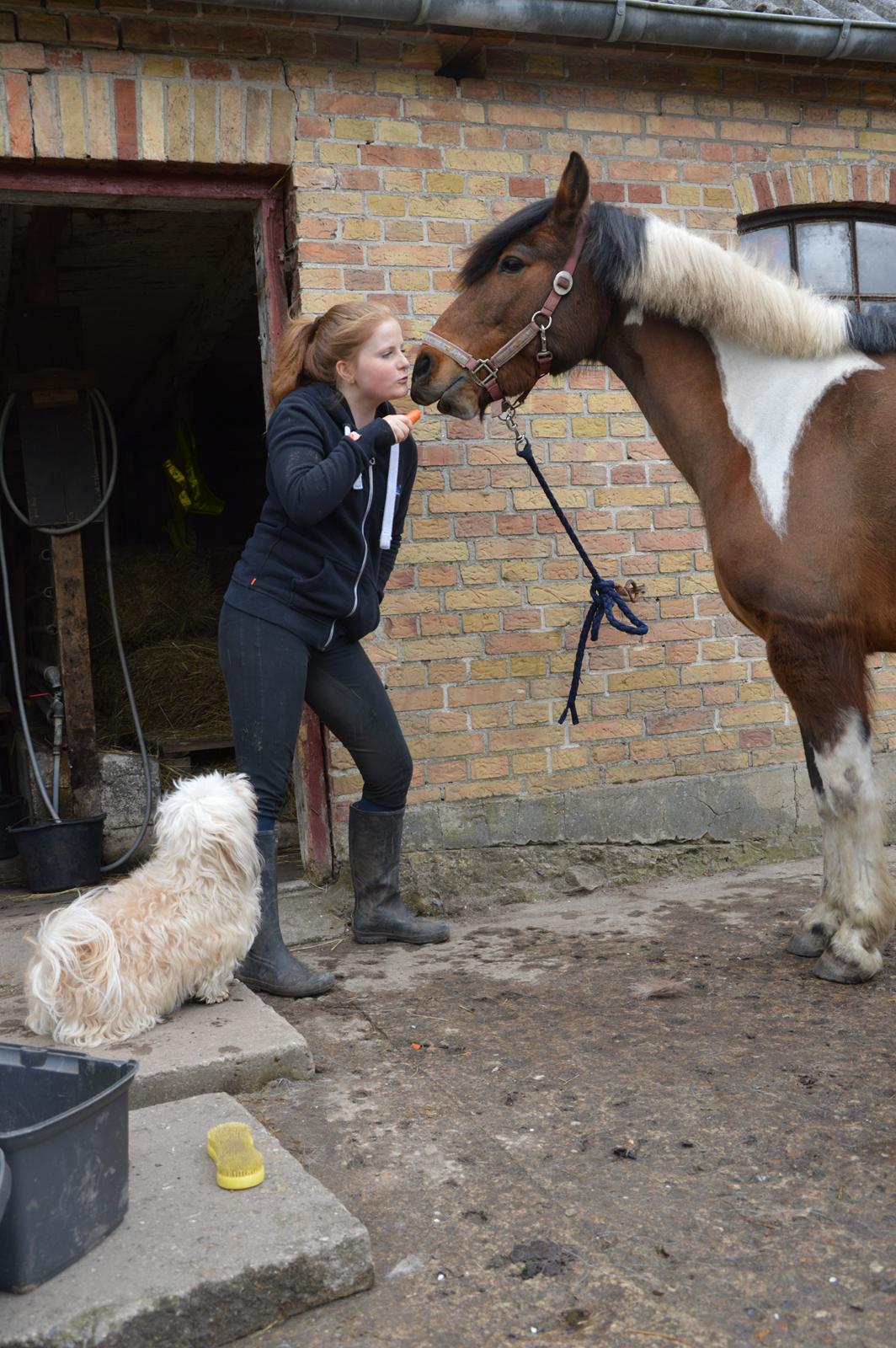 Bichon havanais Coccio - Coccio med mig i stalden. billede 18