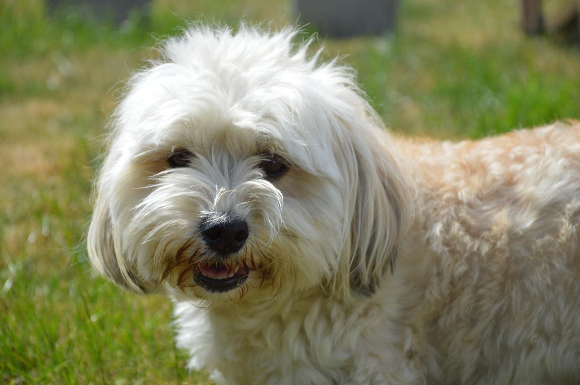 Bichon havanais Coccio billede 12