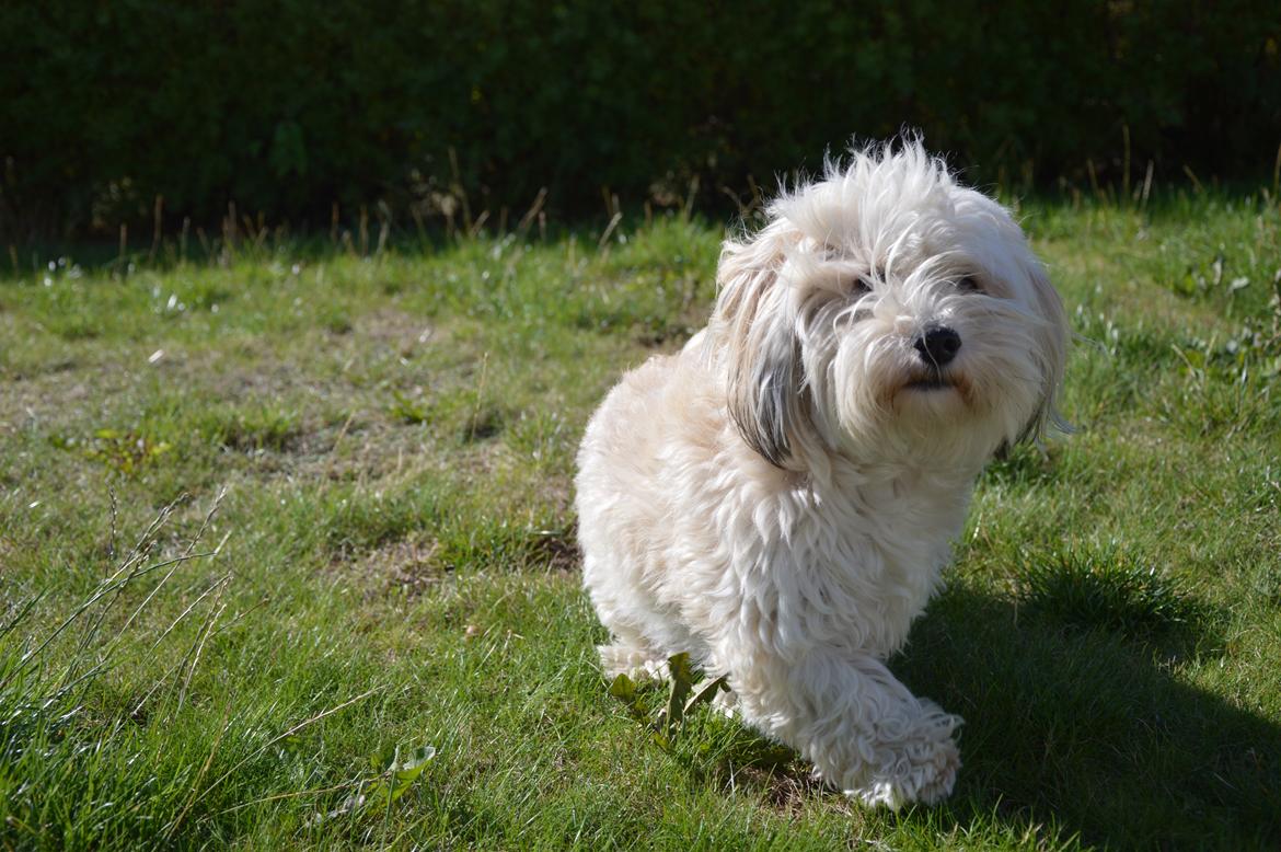 Bichon havanais Coccio billede 9