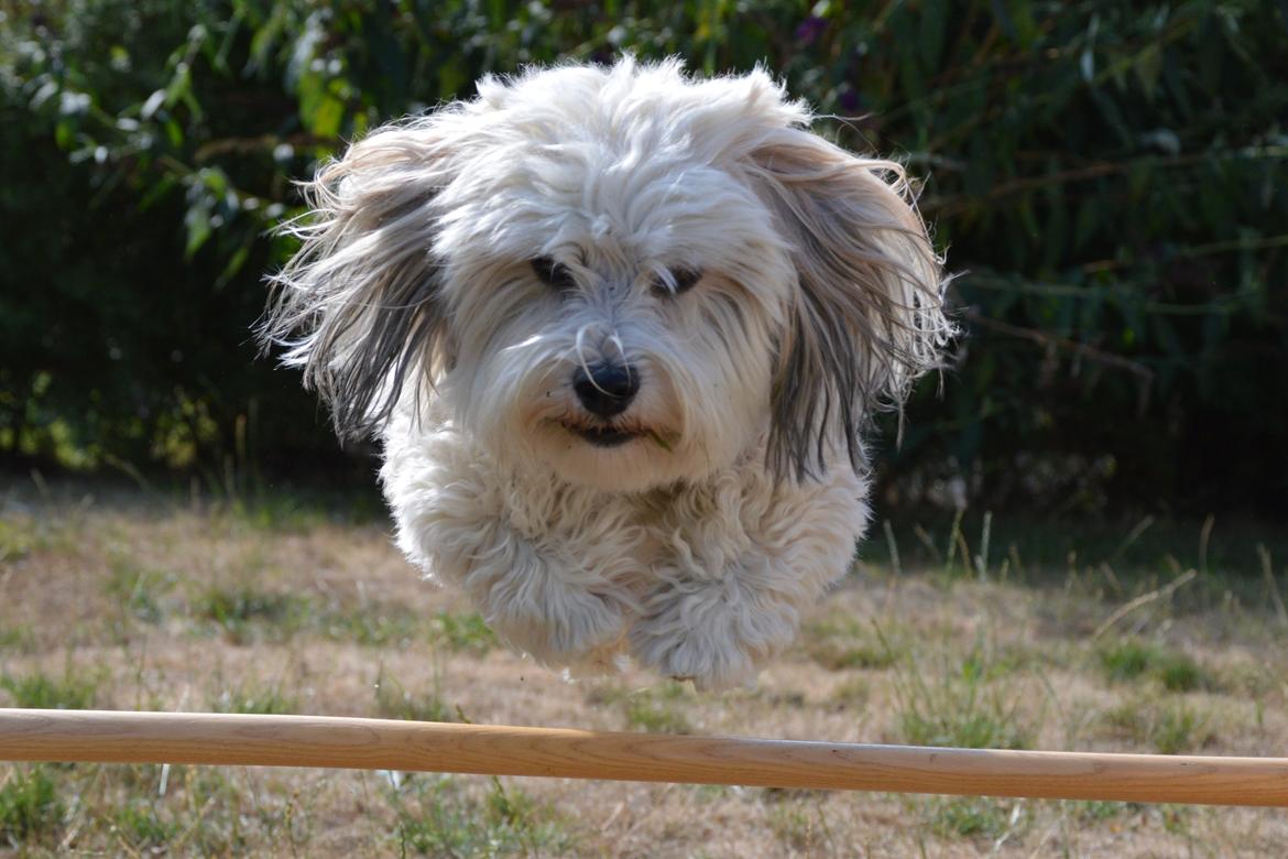 Bichon havanais Coccio billede 1