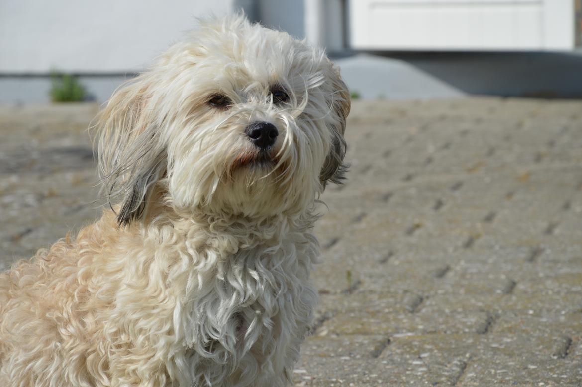 Bichon havanais Coccio billede 14