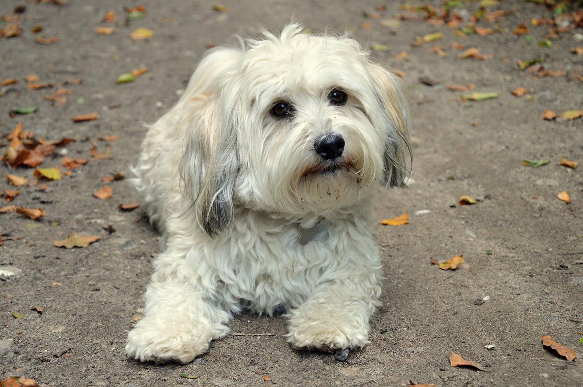 Bichon havanais Coccio billede 20