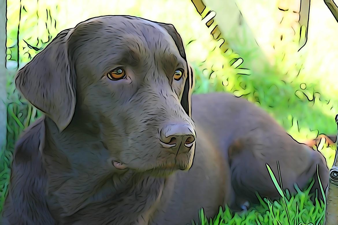 Labrador retriever Dumle billede 42