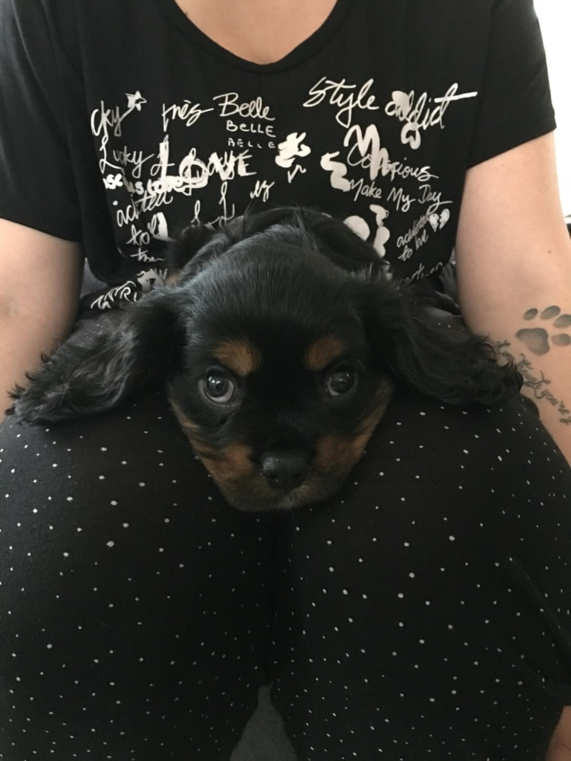 Cavalier king charles spaniel Lloyd billede 7