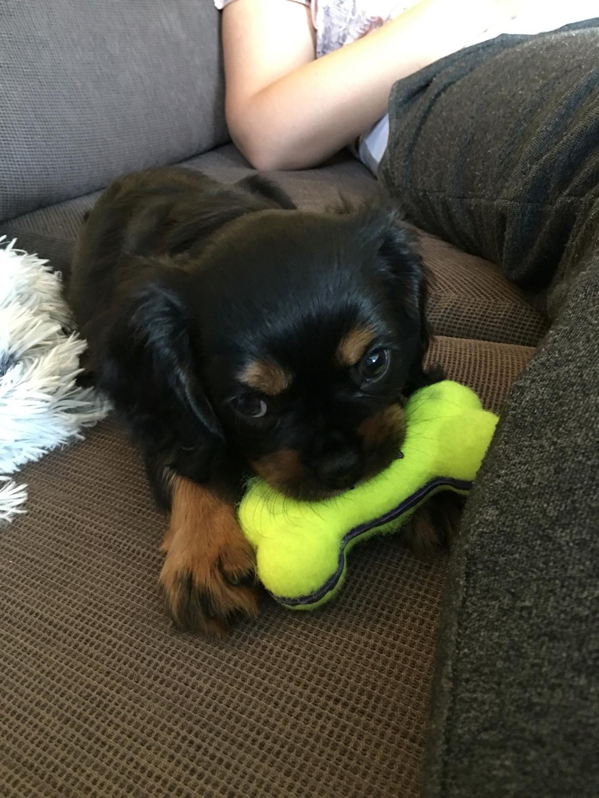 Cavalier king charles spaniel Lloyd billede 9