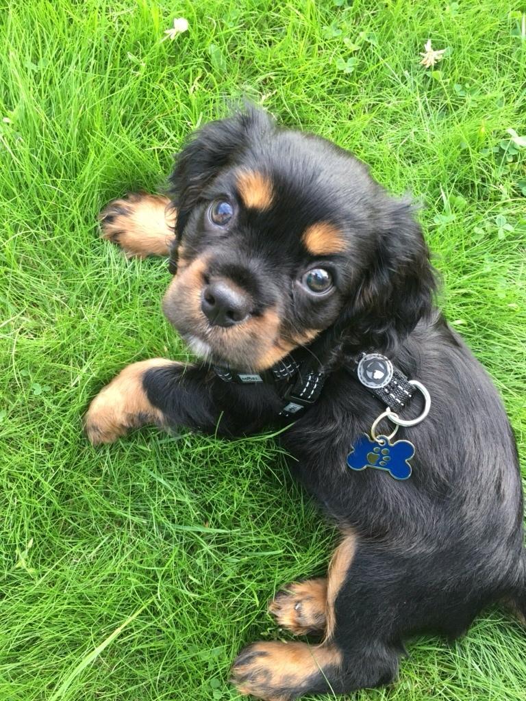 Cavalier king charles spaniel Lloyd billede 12