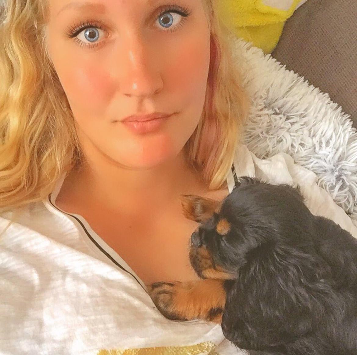 Cavalier king charles spaniel Lloyd billede 13