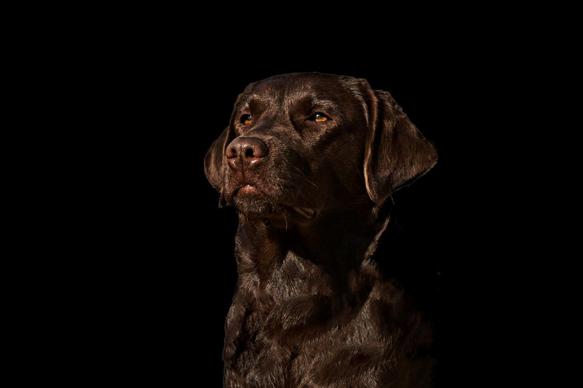 Labrador retriever Dumle billede 32