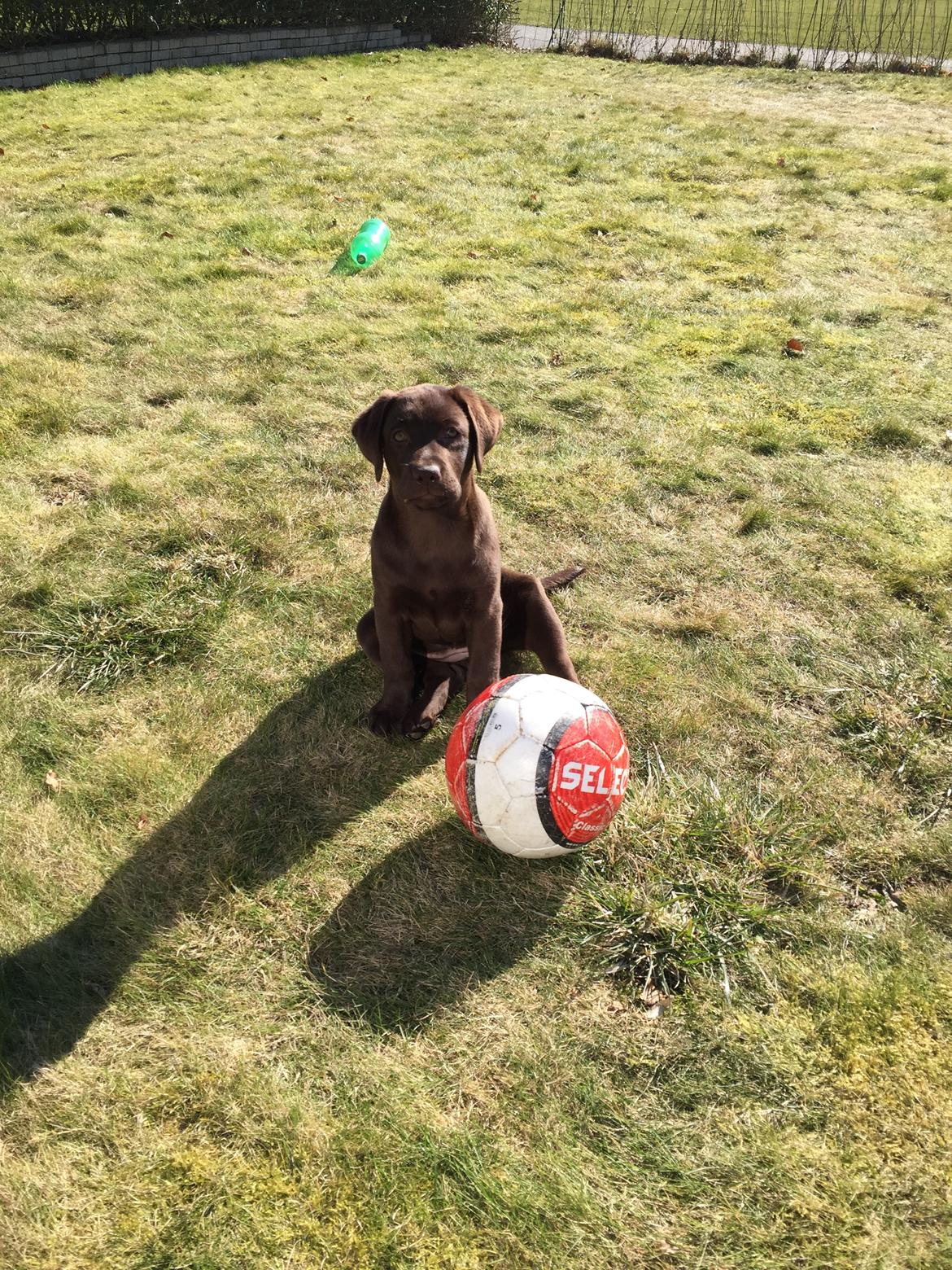 Labrador retriever Coco  billede 4